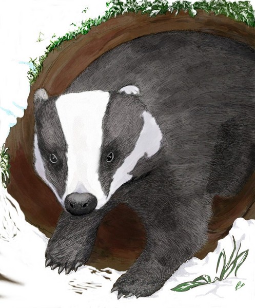 Badger in Winter
