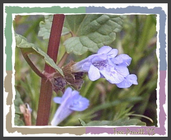 Wild Blossoms