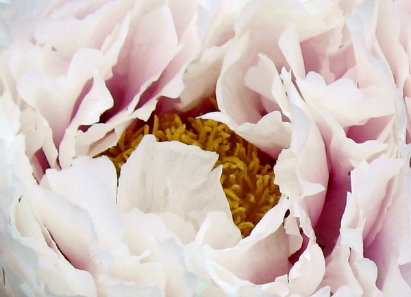Peony