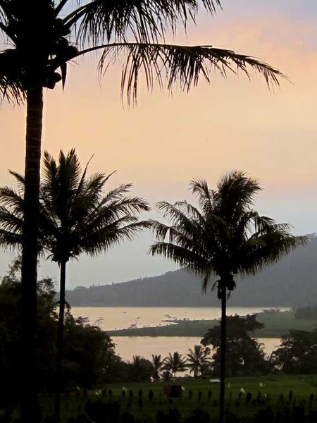Evening in the ricefields