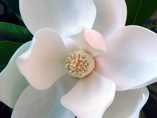 Magnolia-Savannah