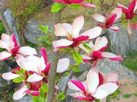 Bouquet