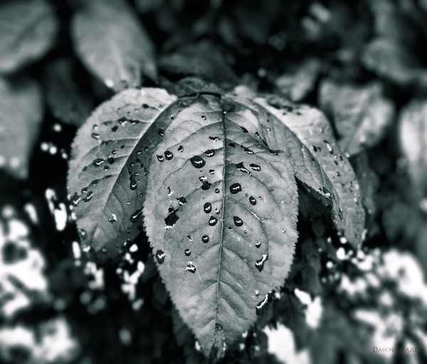 2009 0618june07bw