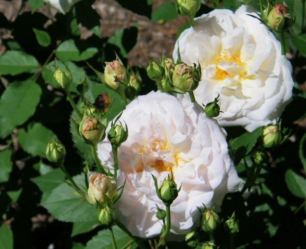 Roses