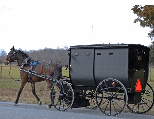 Amish Buggy