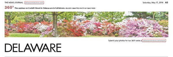 167th News Journal Panorama-Odessa Azaleas
