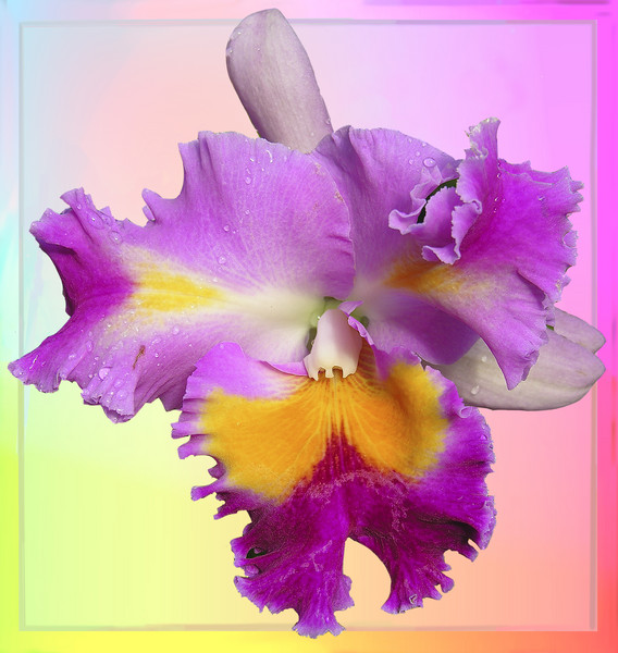 Tuesday Orchid