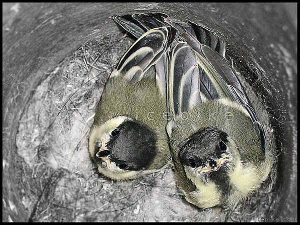 The nest of great tits
