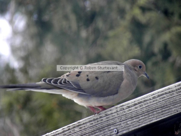 Dove 2