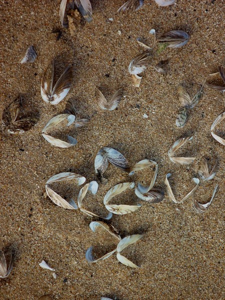 Shells