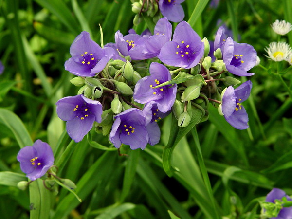 Pretty in Purple