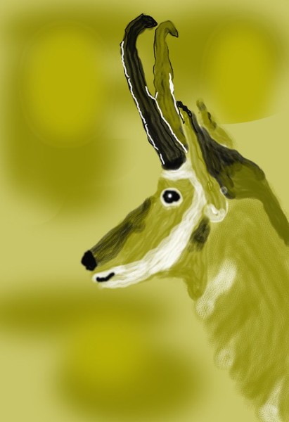 O415 Pronghorn