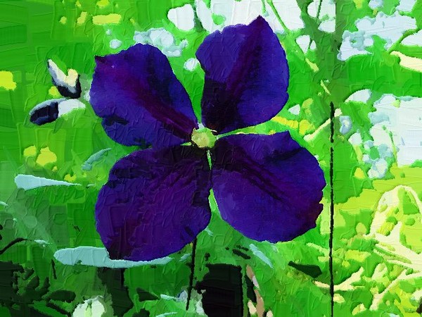 Summer Clematis - Impasto