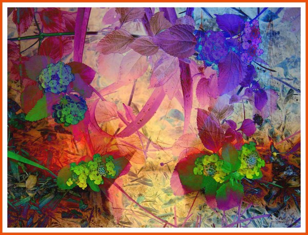 Primrose Abstract
