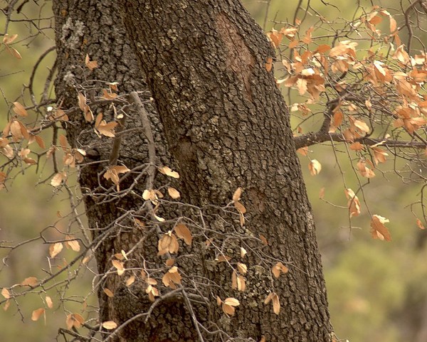 Alligator Tree