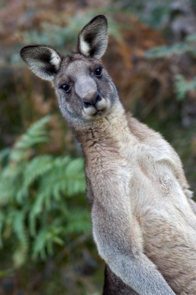 Kangaroo Double Take