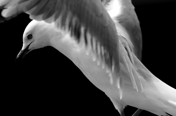 Seagull