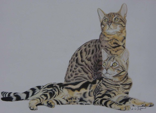 Spotted and marbled Bengal cats