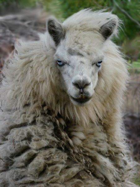 Tiko the Alpaca - Portrait