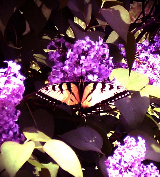 Butterfly
