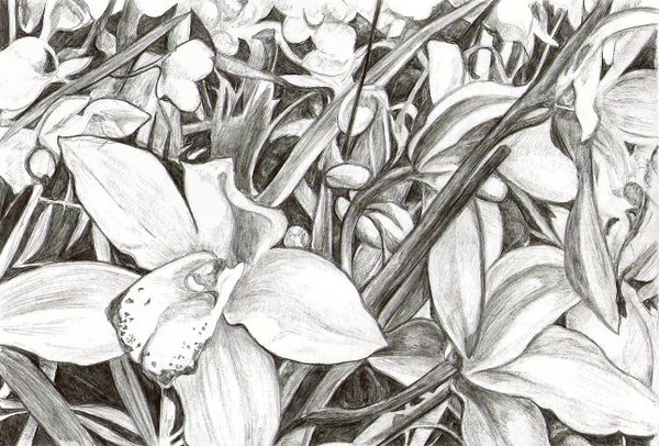 Orchid Horizon