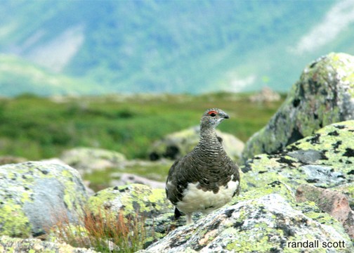Rock Ptarmigan, Gros Morne