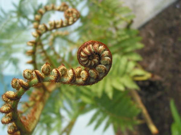 California Fern