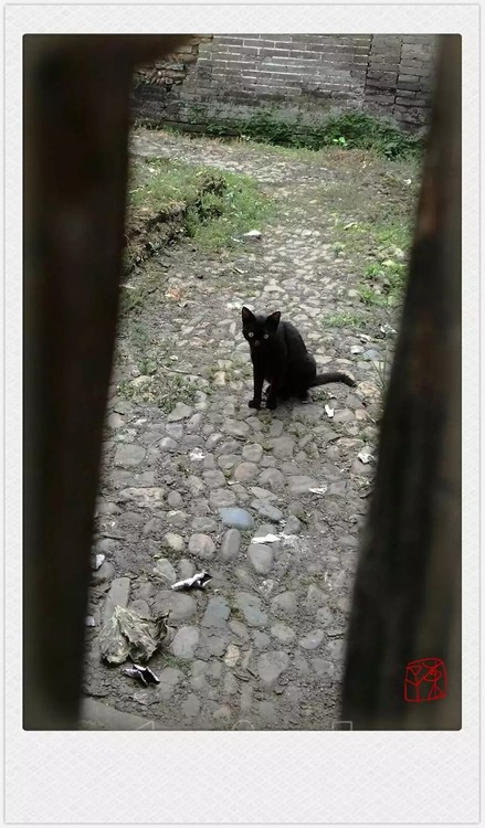 Misterious Cat