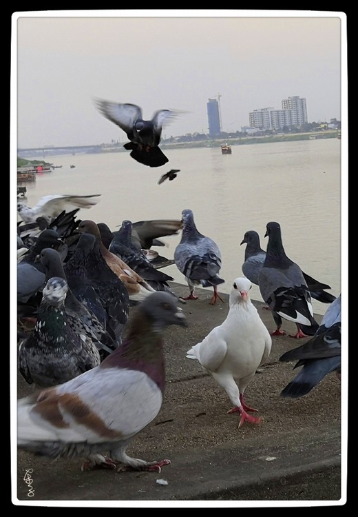 Pigeons in Cambodia