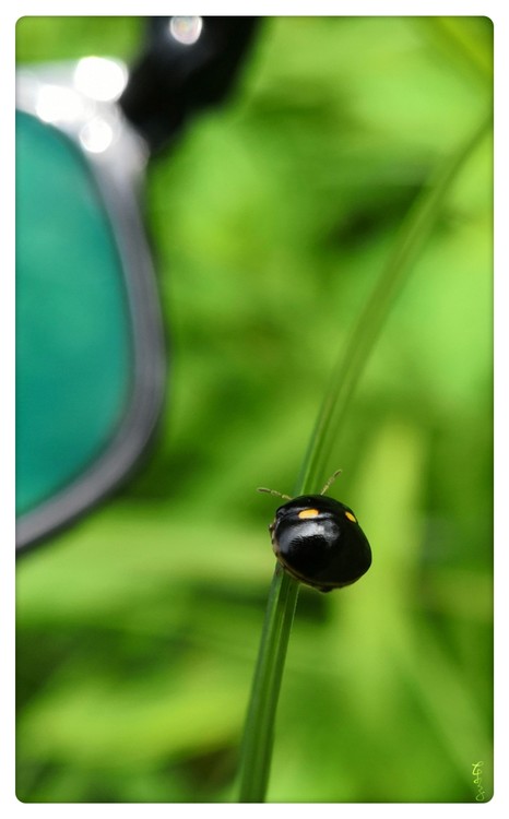 My Glasses & Beetle
