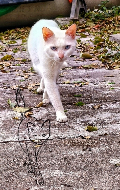 walking elegantly to me