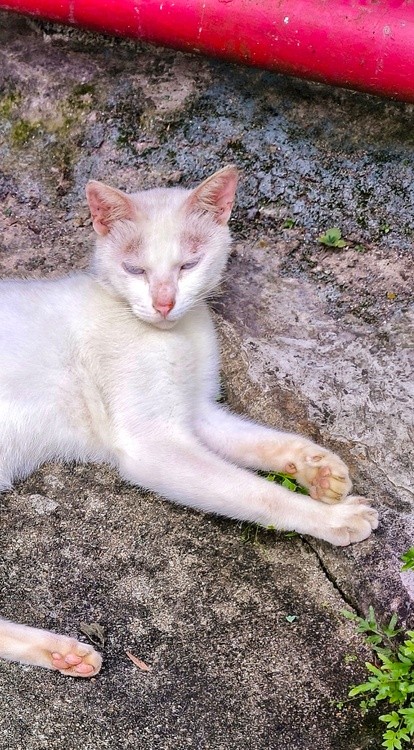 Kitty dream
