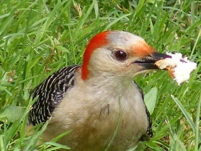 Woodpecker Snack