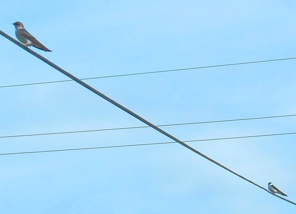 Tree Swallow 5