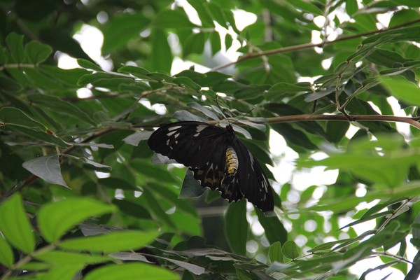 Male cairns birdwing 