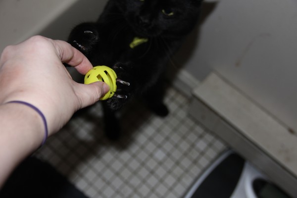 The hand/paw-off
