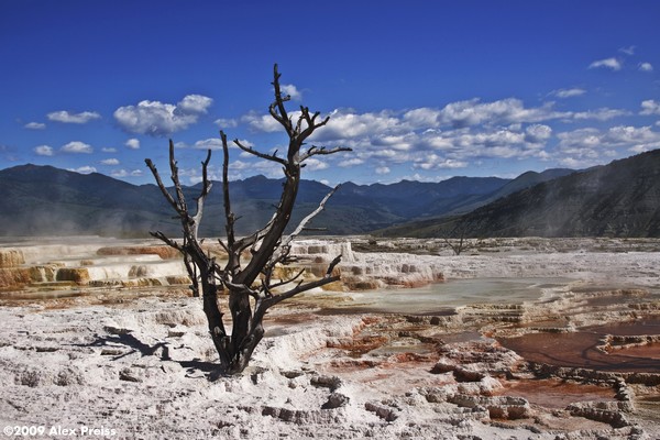Mammoth Hot Springs
