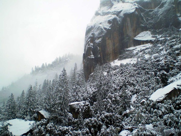 Frozen Trees