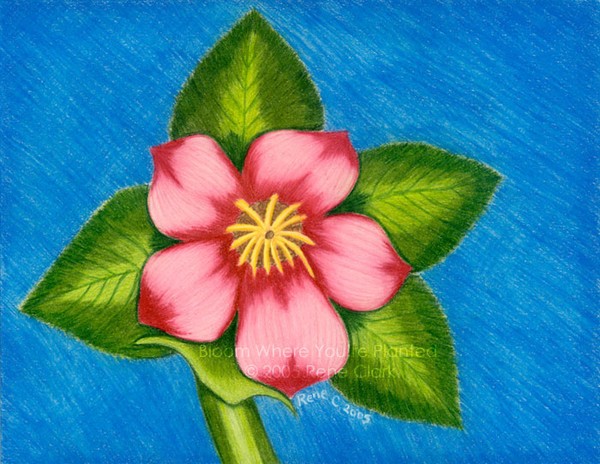Bloom Where You're Planted