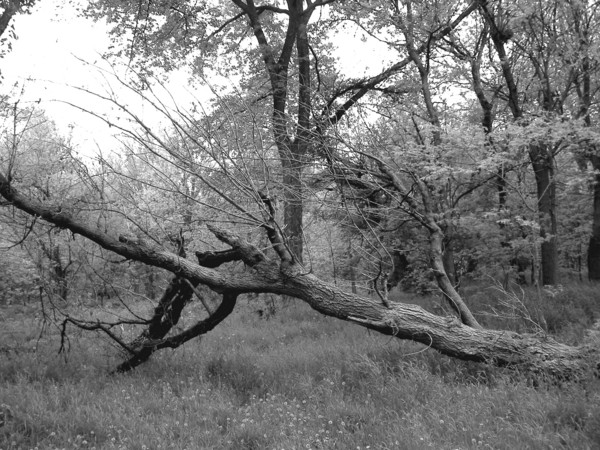 Fallen