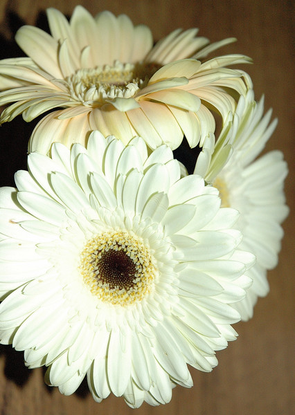Big Ol Daisies