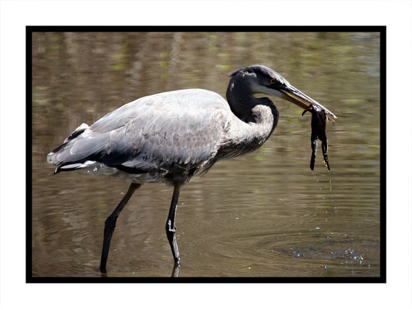 Heron
