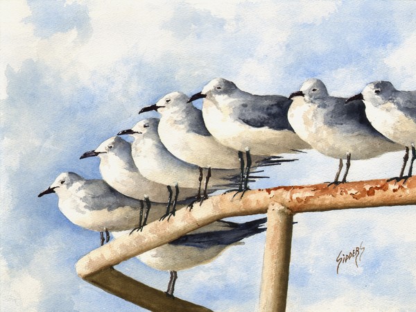 Gulls