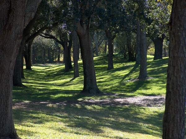 Shadows under the trees