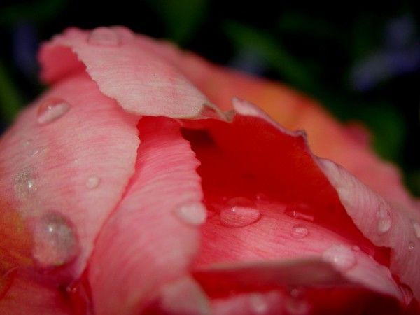 Tulip Tears