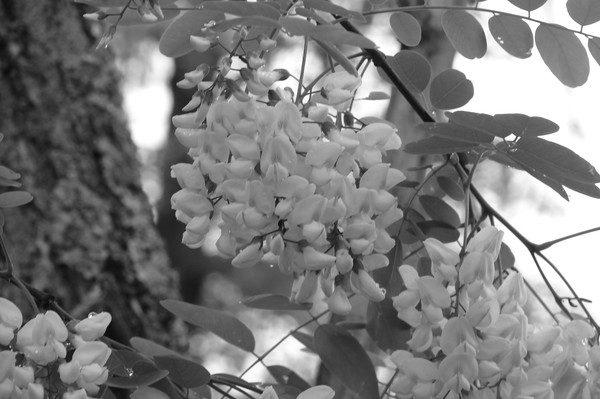 Locust B&W