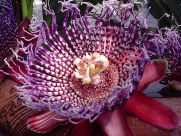 Passion Flower