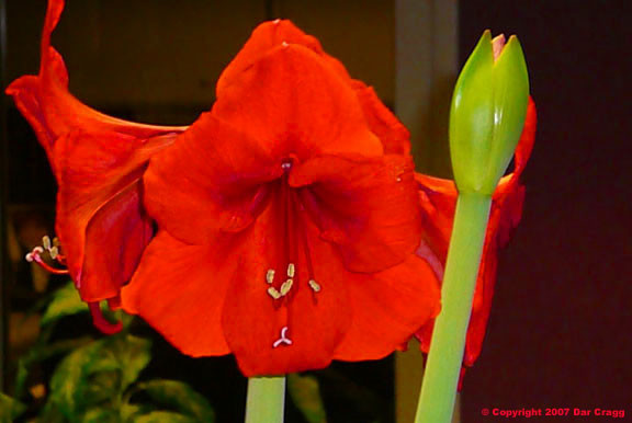 Big Red