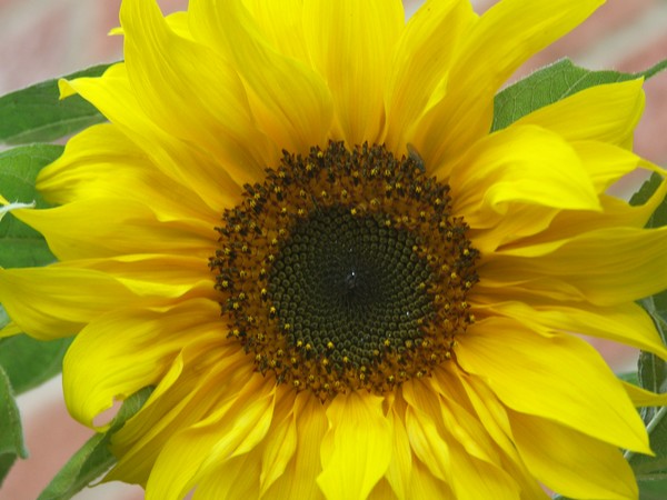 FIRST SUNFLOWERS 3