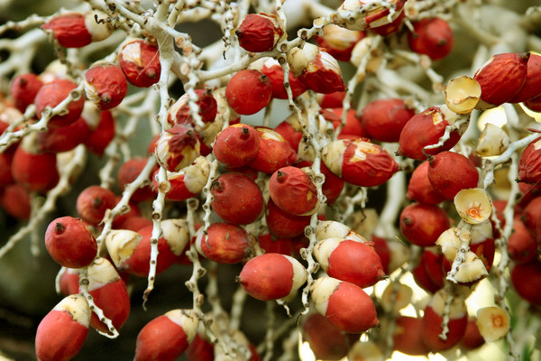 Palm Fruit #2